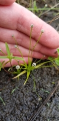 Eriocaulon koernickianum