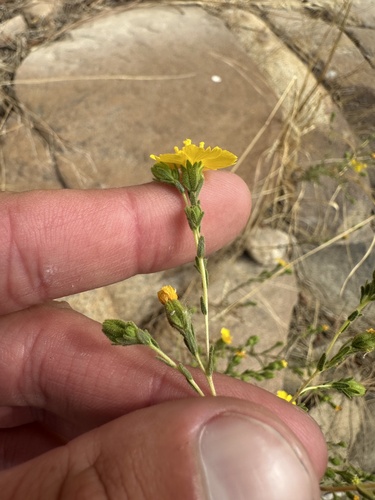 mojave tarplant