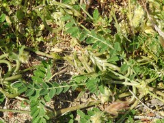 Astragalus hamosus