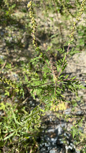 common ragweed