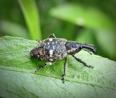 Lepyrus palustris