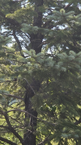 Abies koreana observed 2026-09-14