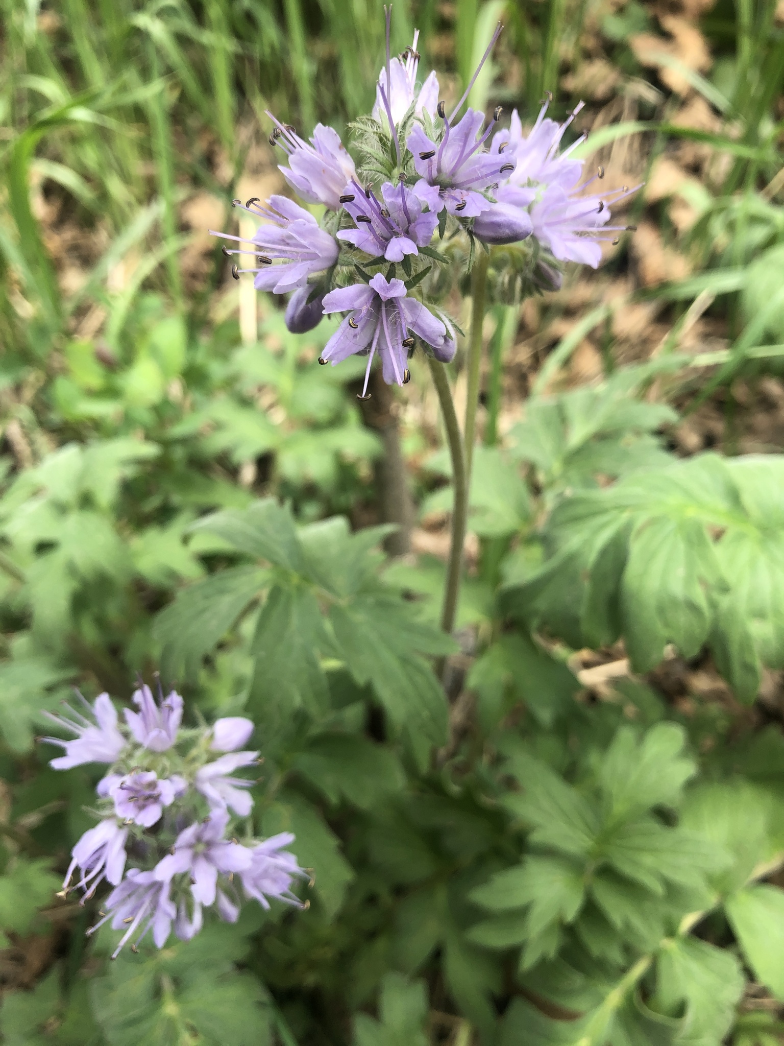 Hydrophyllum occidentale