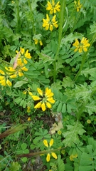 Securigera securidaca