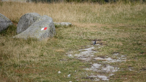 Black Redstart
