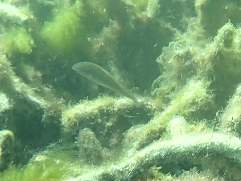 Stethojulis strigiventer observed 2026-09-13