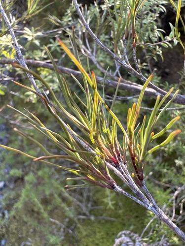 Dracophyllum subulatum observed 2026-09-14