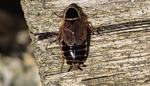 Forest Cockroach