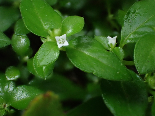 Neanotis hirsuta observed 2026-09-12