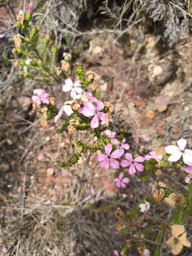 Acmadenia tetragona