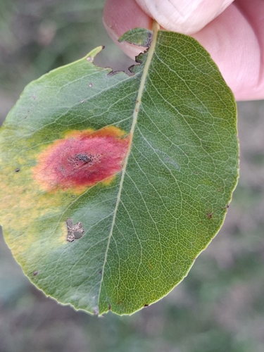 Pear Rust