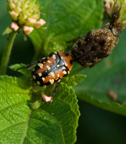 Indian Flower Chafer