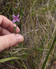 (c) Mark Clarke, some rights reserved (CC BY) Boronia rosmarinifolia, photograph (c) Mark Clarke, some rights reserved (CC BY)