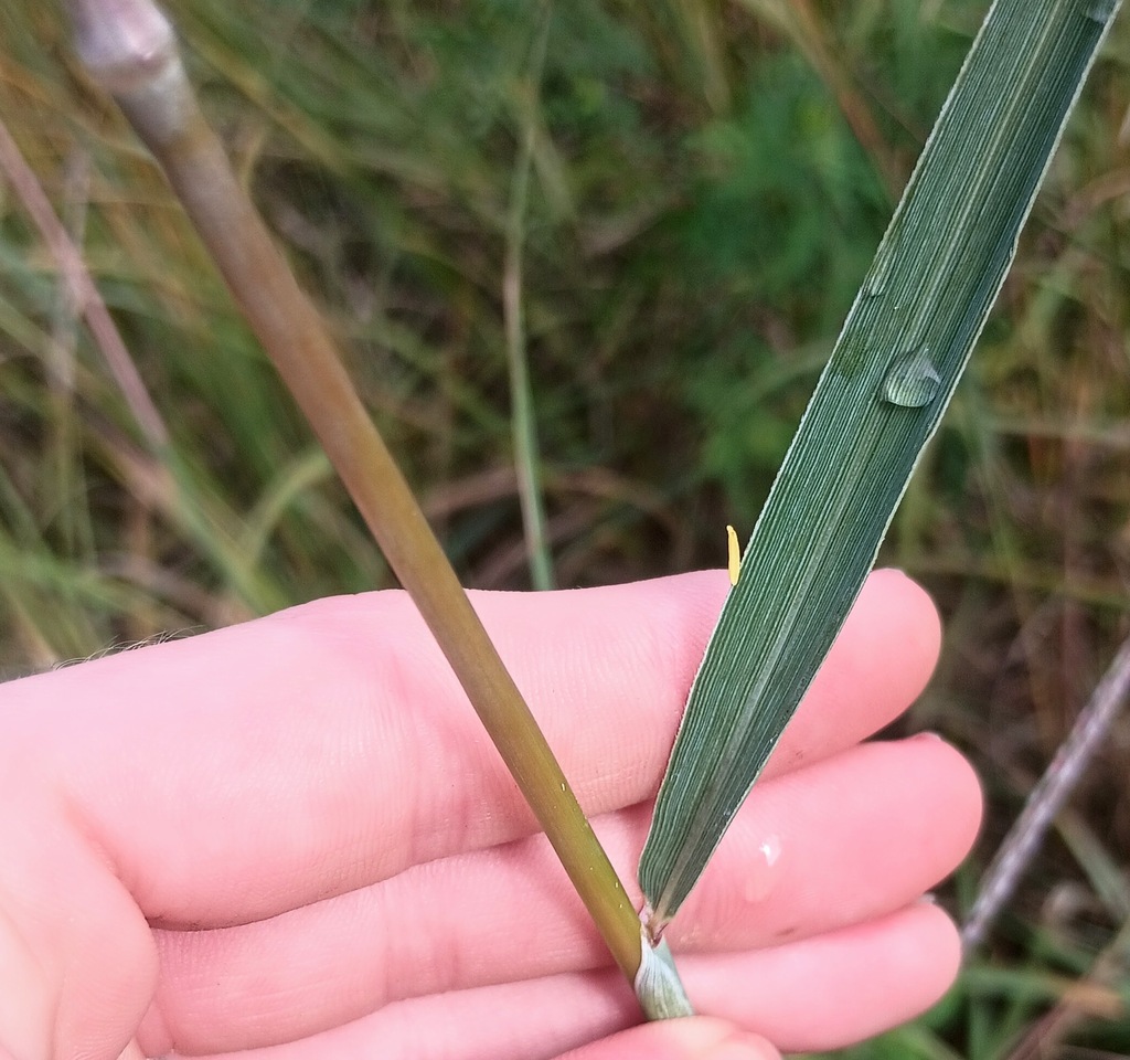 Sorghastrum elliottii; photograph (c) Raven Dandridge, some rights reserved (CC BY)