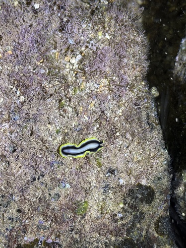 Pseudoceros paralaticlavus, 2026-09-11