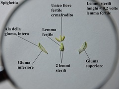 Phalaris brachystachys