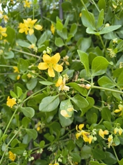 Roepera foetida