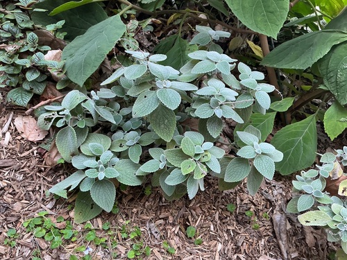 Coleus argentatus, 2026-09-14