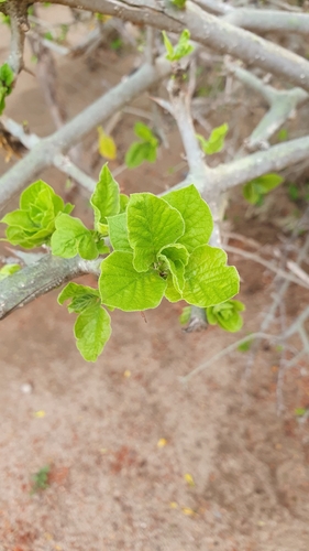 Randia echinocarpa, photograph 3