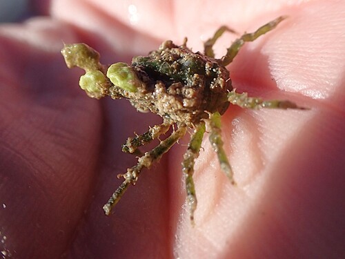 Menaethius monoceros observed 2026-09-13