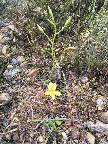 Cyanella lutea, photograph 5