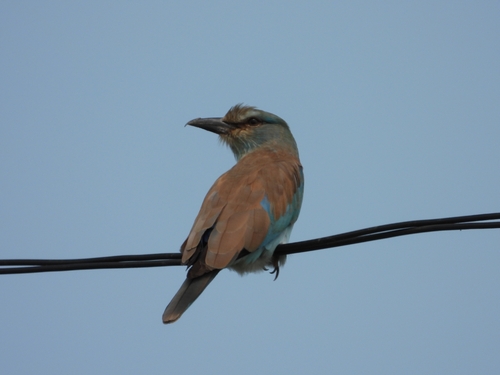 European Roller