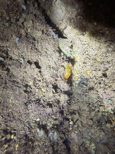 Hexabranchus observed 2026-09-11