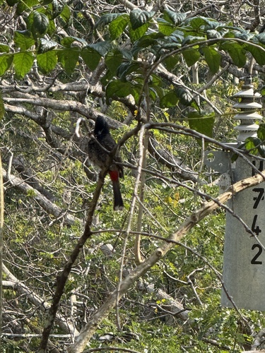 Red-vented Bulbul