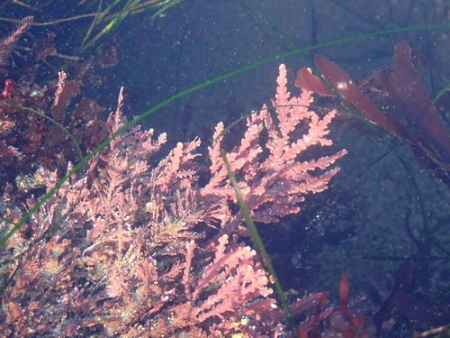 Bossiella orbigniana, 2026-09-13