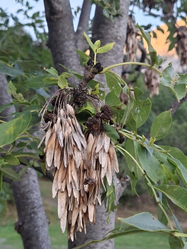 European ash
