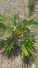 Zamia integrifolia image