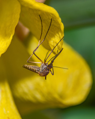 Ochlerotatus
