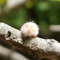 Callirhytis seminator