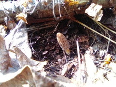 Morchella pulchella
