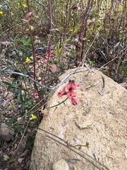 Indigofera heterophylla, photograph (c) jeanjacquesgodon, some rights reserved (CC BY)
