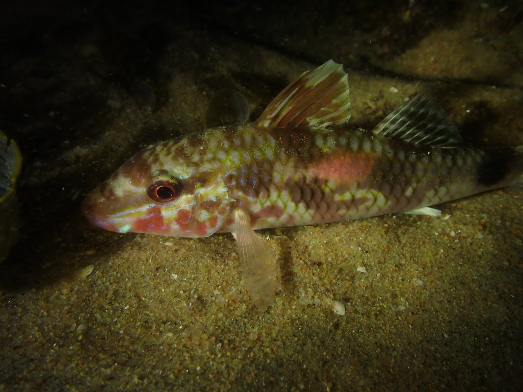 Indian goatfish