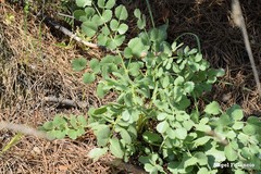 Pimpinella villosa