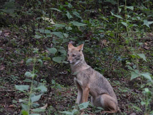 Sri Lankan Jackal