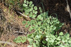 Pimpinella villosa
