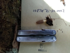 Morchella pulchella