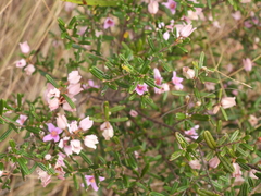 Boronia rosmarinifolia