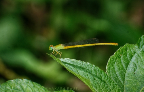 Coromandel Marsh Dart