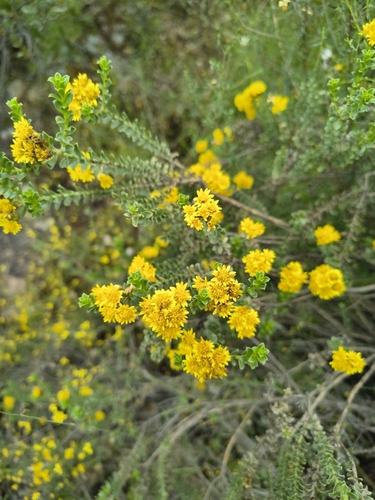 Oedera squarrosa, photograph 5
