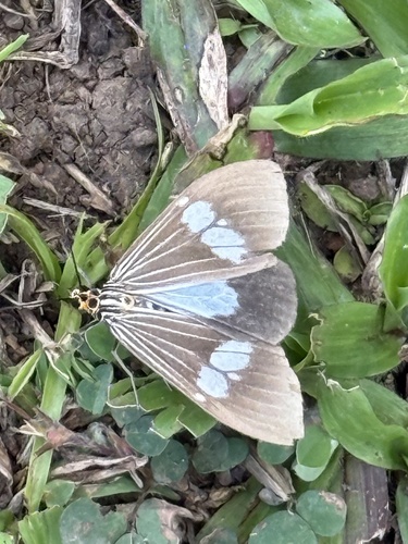 Asian Magpie Moth