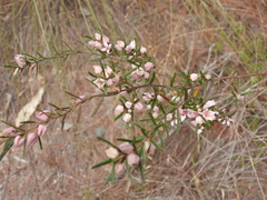 (c) Mark Clarke, some rights reserved (CC BY) Boronia rosmarinifolia, photograph (c) Mark Clarke, some rights reserved (CC BY)