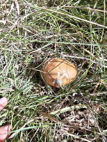 Dotted-stalked Suillus