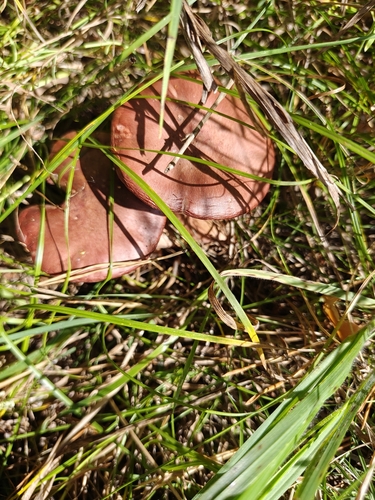 Brownish Chroogomphus