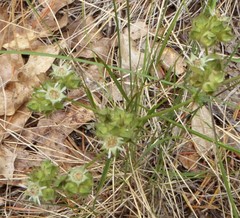 Horkelia tridentata
