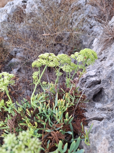rock samphire