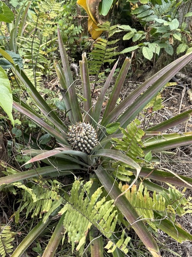 pineapple